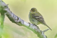 Acadian Flycatcher, Empidonax virescens