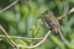 Acadian Flycatcher, Empidonax virescens