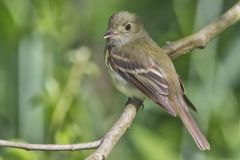 Acadian Flycatcher, Empidonax virescens