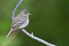 Acadian Flycatcher, Empidonax virescens