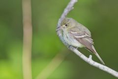 Acadian Flycatcher, Empidonax virescens