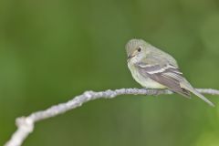 Acadian Flycatcher, Empidonax virescens