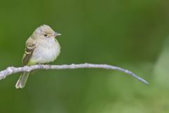 Acadian Flycatcher, Empidonax virescens
