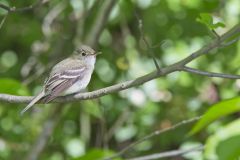 Acadian Flycatcher, Empidonax virescens