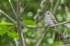 Acadian Flycatcher, Empidonax virescens