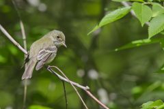 Acadian Flycatcher, Empidonax virescens