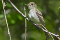 Acadian Flycatcher, Empidonax virescens