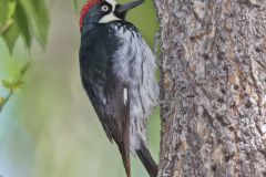 Acorn Woodpecker, Melanerpes formicivorus