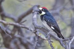 Acorn Woodpecker, Melanerpes formicivorus