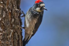 Acorn Woodpecker, Melanerpes formicivorus