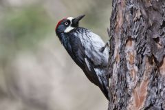 Acorn Woodpecker, Melanerpes formicivorus