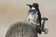 Acorn Woodpecker, Melanerpes formicivorus