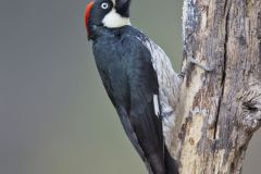 Acorn Woodpecker, Melanerpes formicivorus