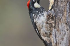 Acorn Woodpecker, Melanerpes formicivorus