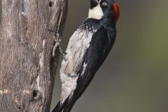 Acorn Woodpecker, Melanerpes formicivorus