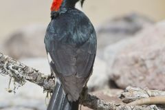 Acorn Woodpecker, Melanerpes formicivorus