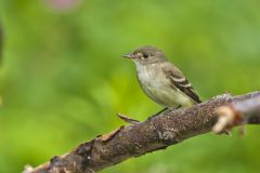 Alder Flycatcher, Empidonax alnorum