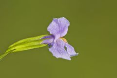 Allegheny Monkeyflower, Mimulus ringens