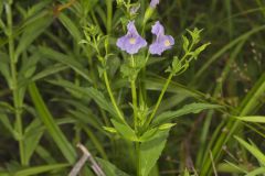 Allegheny Monkeyflower, Mimulus ringens