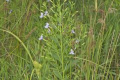 Allegheny Monkeyflower, Mimulus ringens