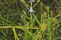 Allegheny Monkeyflower, Mimulus ringens