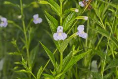 Allegheny Monkeyflower, Mimulus ringens