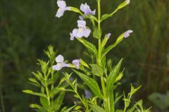 Allegheny Monkeyflower, Mimulus ringens