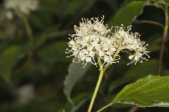 Alternateleaf Dogwood, Cornus alternifolia