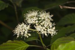 Alternateleaf Dogwood, Cornus alternifolia