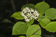 Alternateleaf Dogwood, Cornus alternifolia