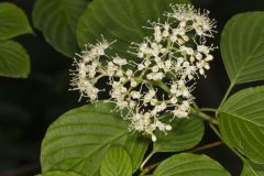 Alternateleaf Dogwood, Cornus alternifolia