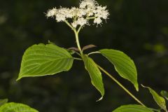 Alternateleaf Dogwood, Cornus alternifolia