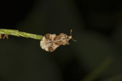 Ambush bug, Phymata americana