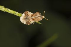 Ambush bug, Phymata americana