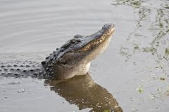 American Alligator, Alligator mississippiensis