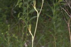 American Aloe, Manfreda virginica