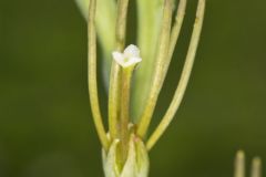 American Aloe, Manfreda virginica