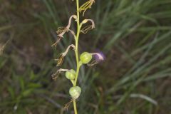 American Aloe, Manfreda virginica