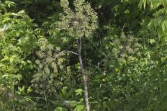 American angelica, Angelica atropurpurea