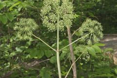 American angelica, Angelica atropurpurea