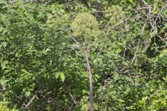 American angelica, Angelica atropurpurea