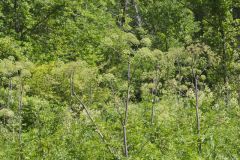 American angelica, Angelica atropurpurea