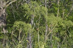 American angelica, Angelica atropurpurea