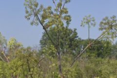 American angelica, Angelica atropurpurea