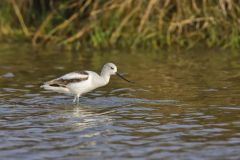 American Avocet, Recurvirostra americana