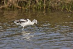 American Avocet, Recurvirostra americana