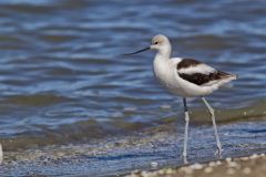 American Avocet, Recurvirostra americana