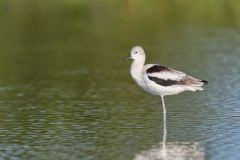 American Avocet, Recurvirostra americana