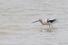 American Avocet, Recurvirostra americana