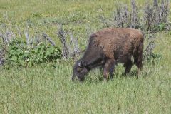 American Bison, Bison bison